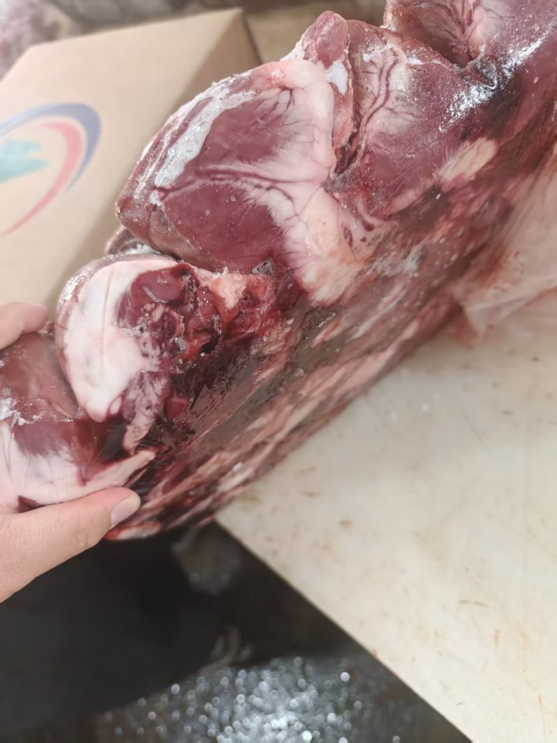 母猪心