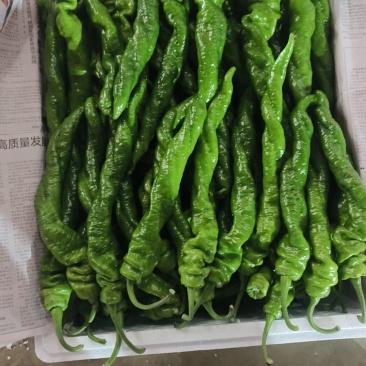 各种椒