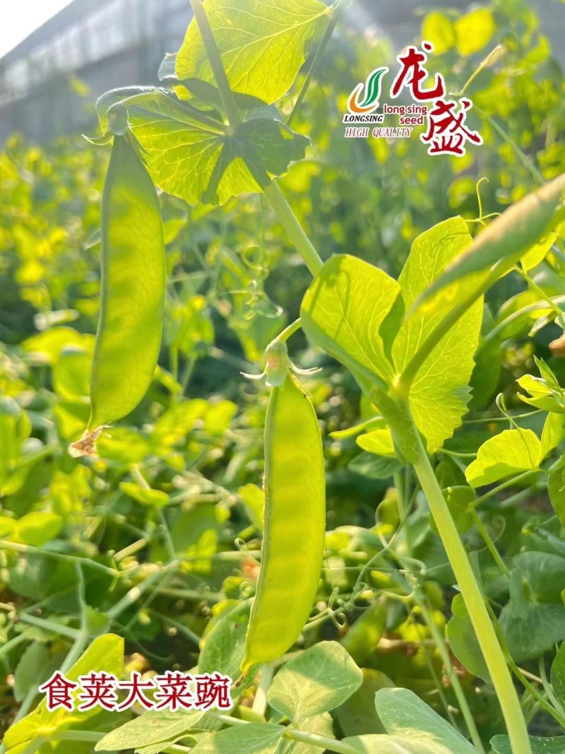 白花菜豌豆种子荷兰豆龙盛食荚大菜豌种籽双花双荚豌豆种四川