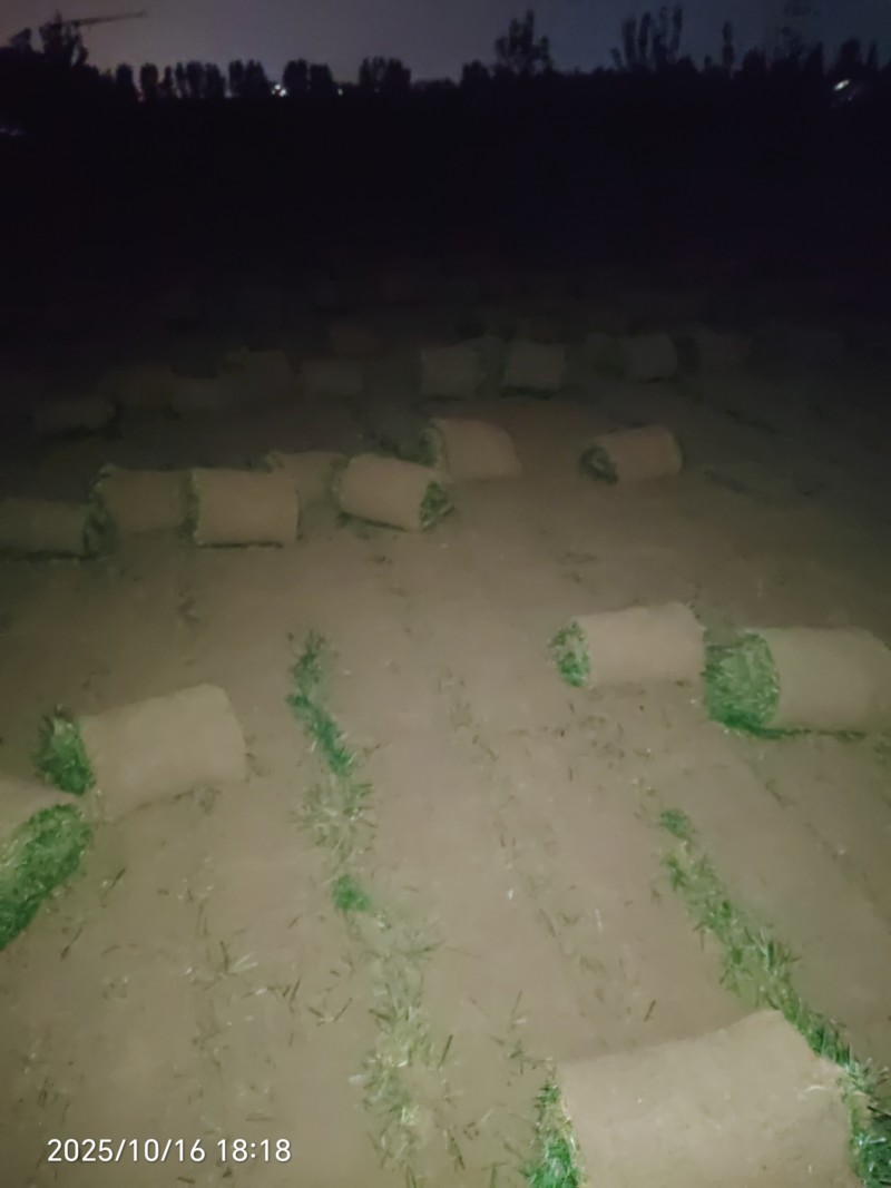 冷季型草
