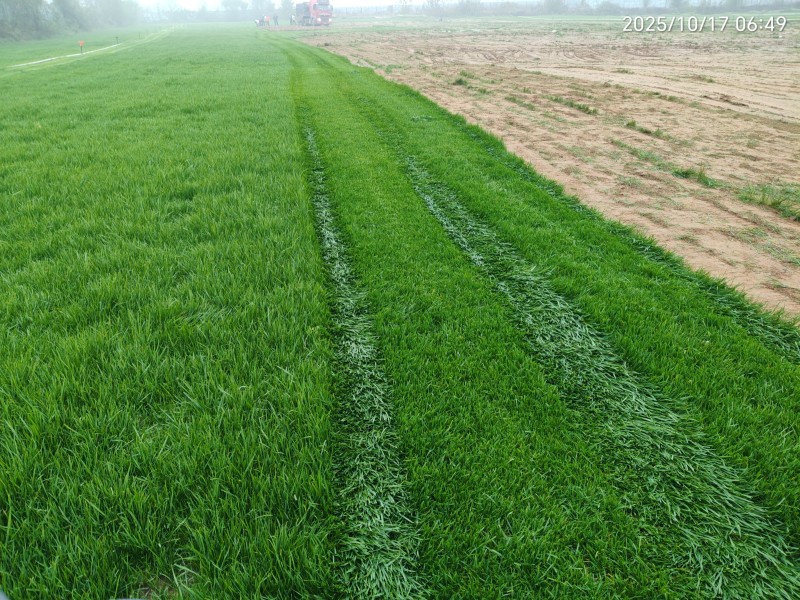 冷季型草