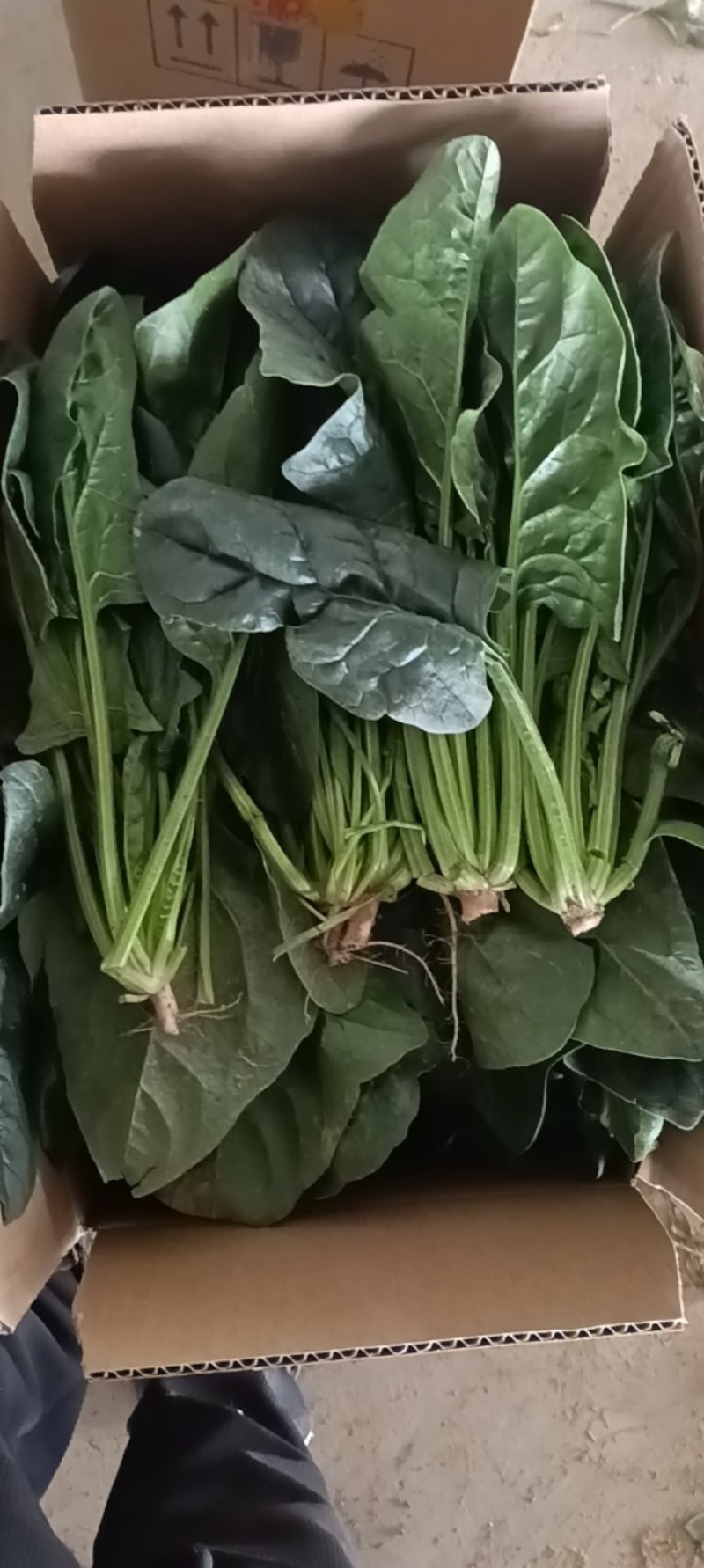 菠菜大量有货有需要的联系