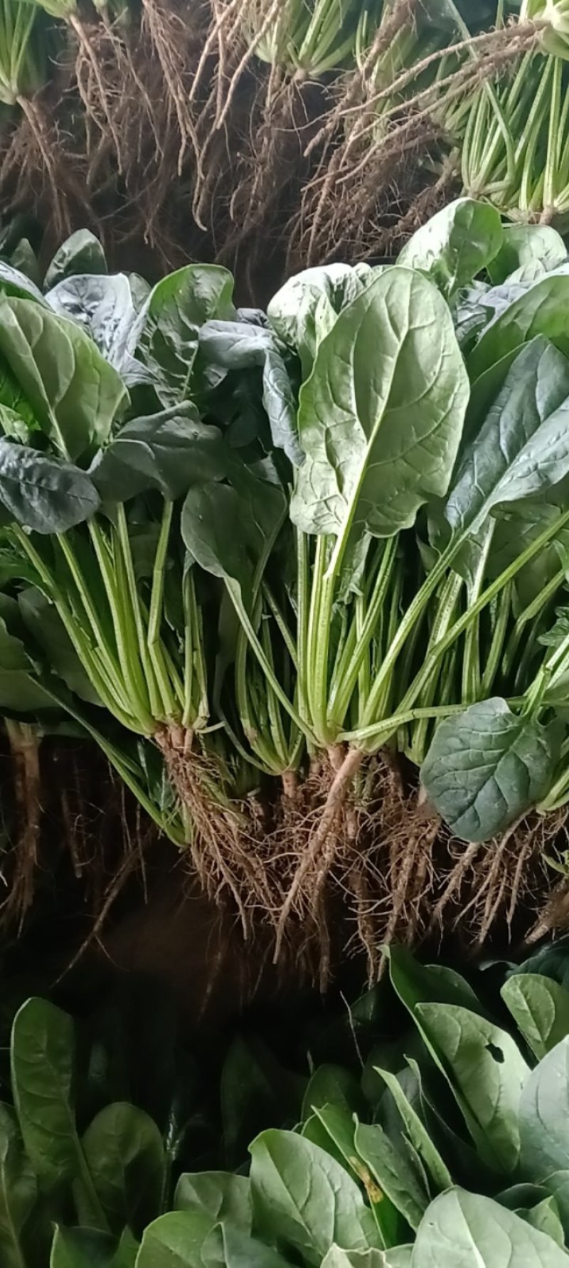 菠菜大量有货有需要的联系