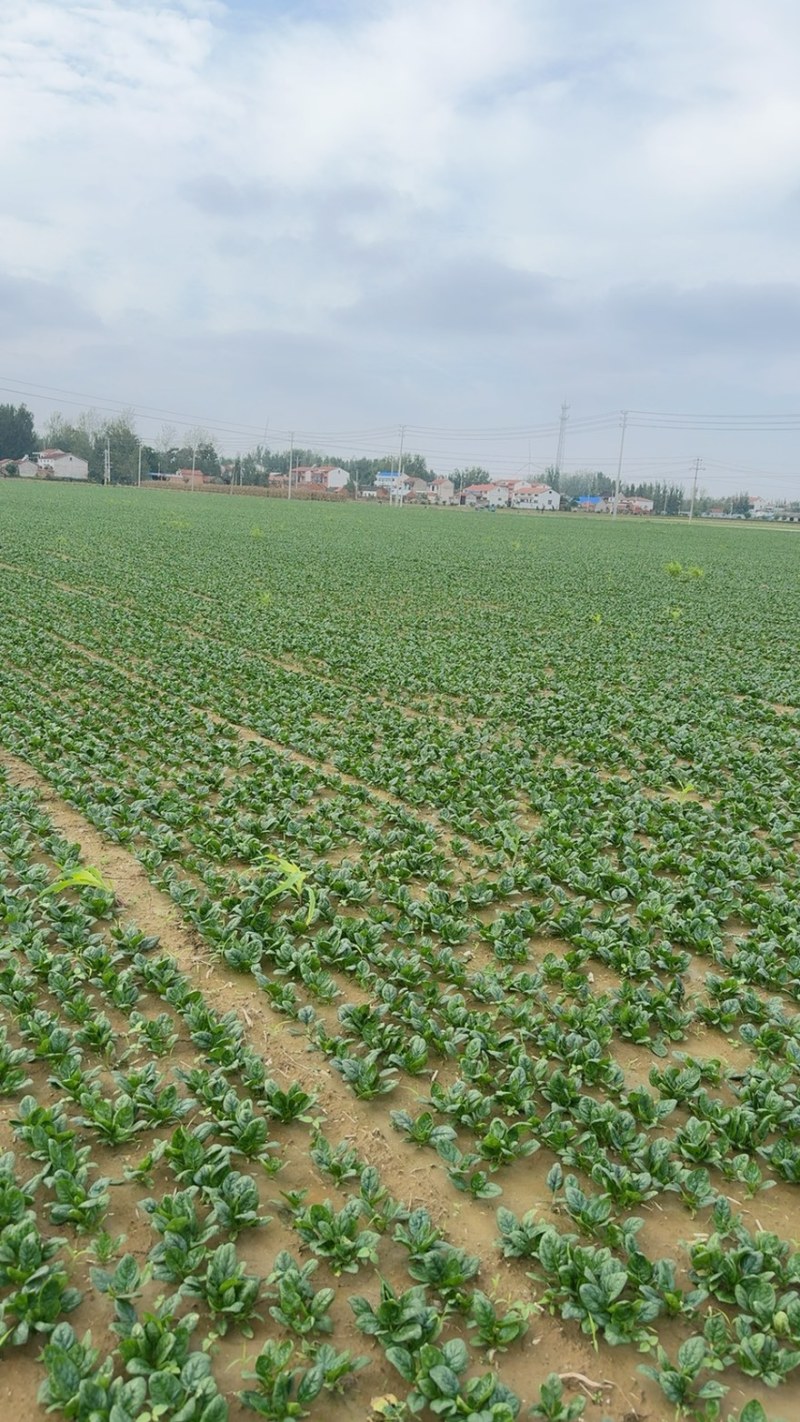 河南红根矮秆趴地圆叶小菠菜