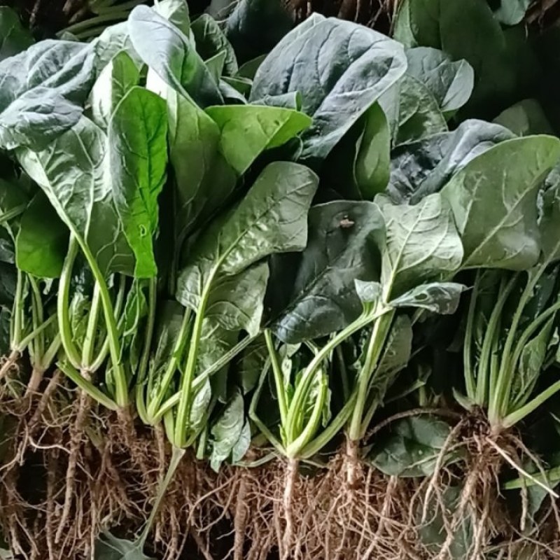 菠菜大量有货有需要的联系