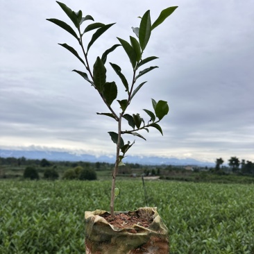 绿茶杯苗，今年种明年就可以采茶