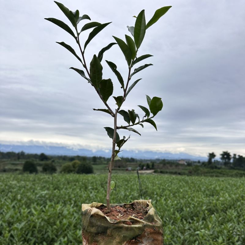 绿茶杯苗，今年种明年就可以采茶