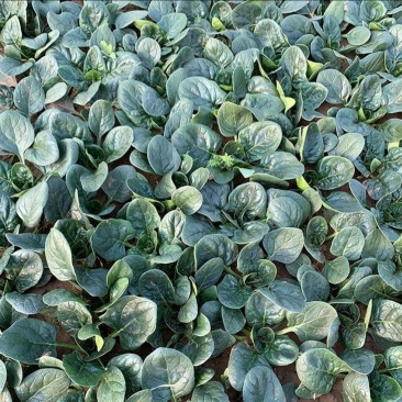 河南红根矮秆趴地圆叶小菠菜
