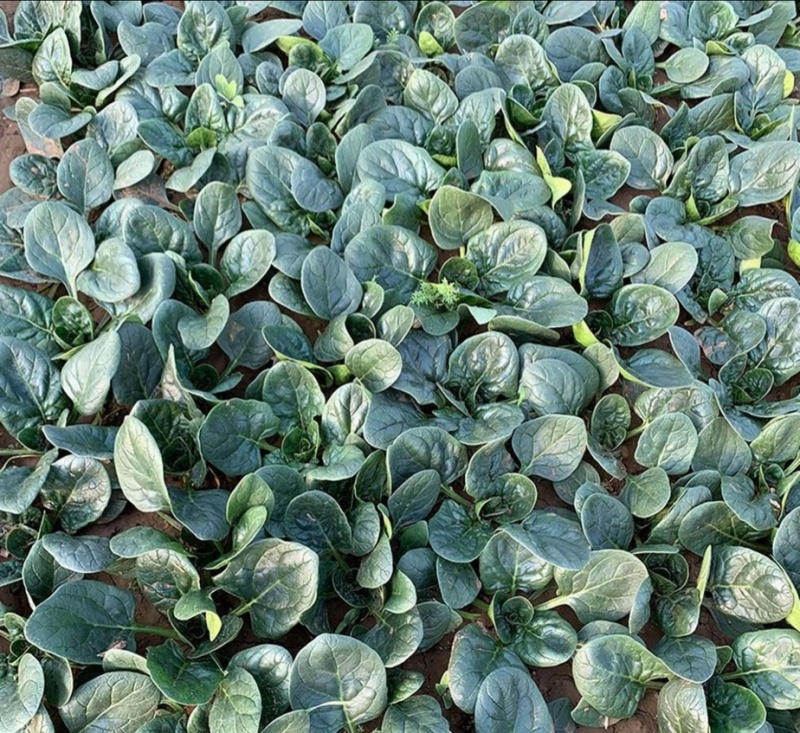 河南红根矮秆趴地圆叶小菠菜