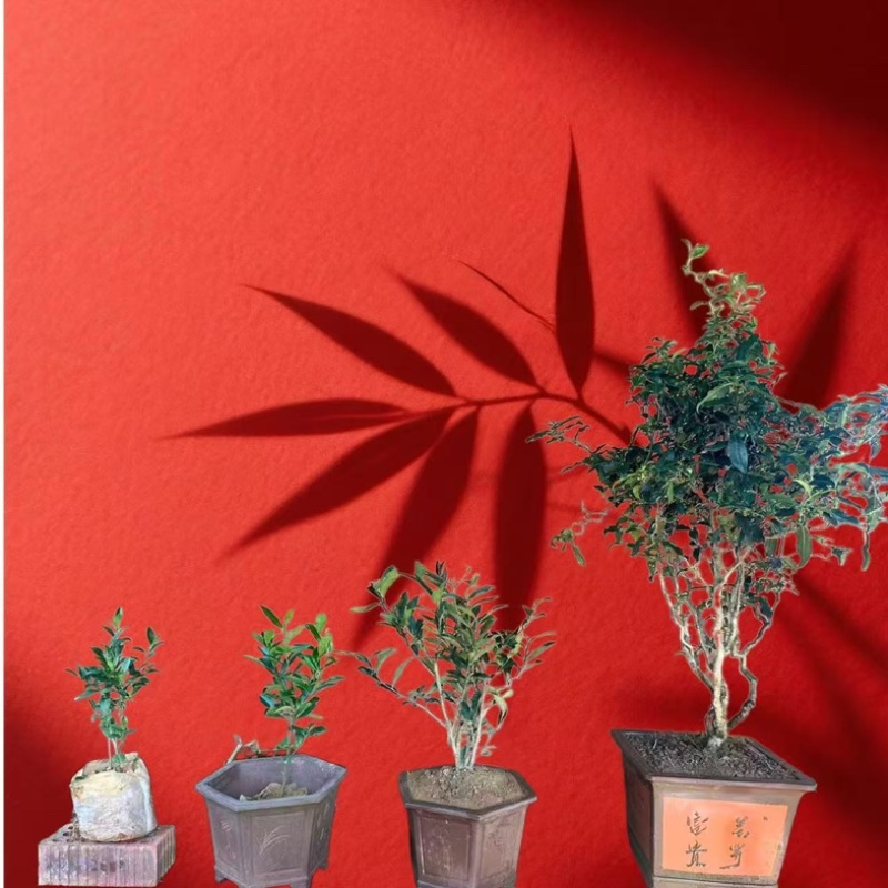 绿茶杯苗，今年种明年就可以采茶