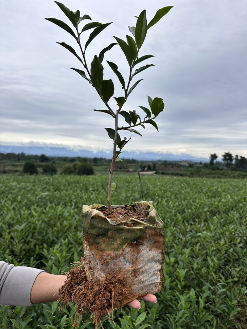 绿茶杯苗，今年种明年就可以采茶