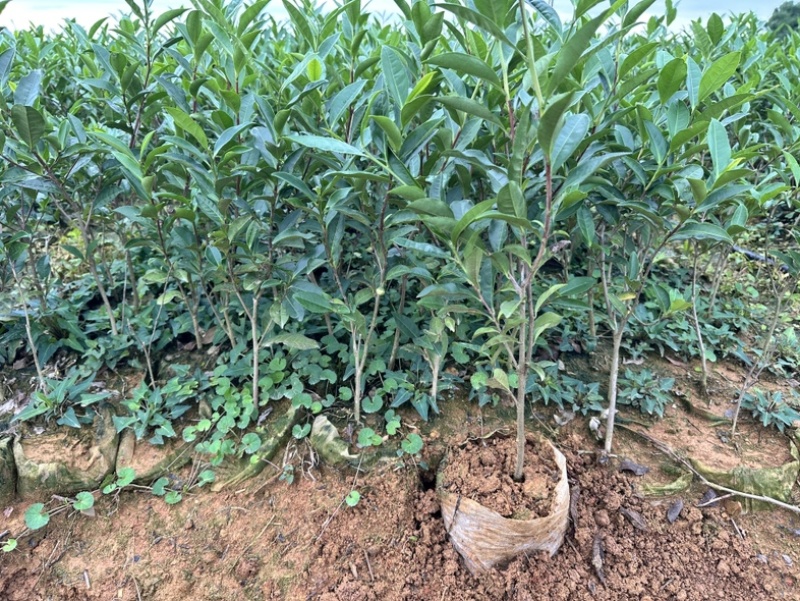 绿茶杯苗，今年种明年就可以采茶