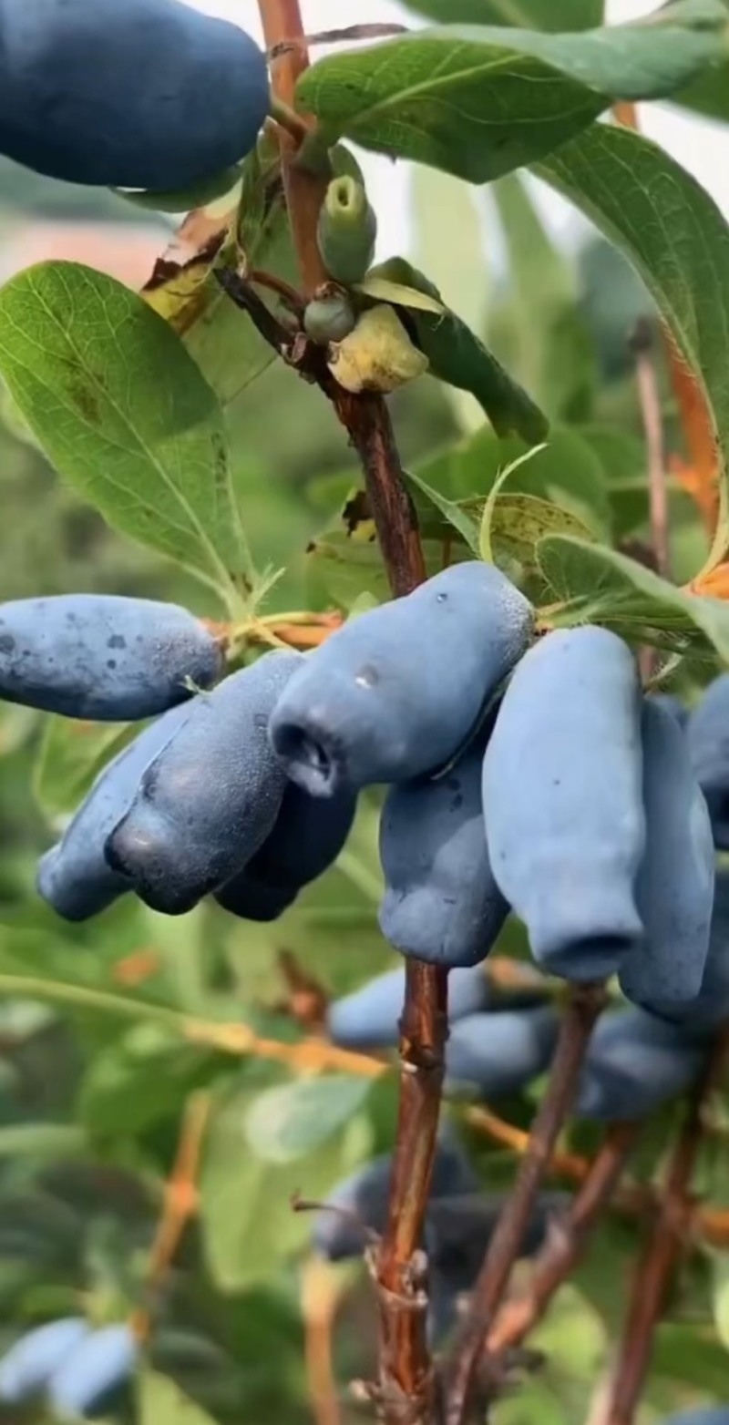 蓝靛果树苗（黑瞎子果）