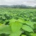 山桐子移栽苗