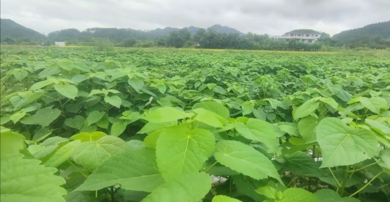 山桐子移栽苗