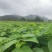 山桐子移栽苗