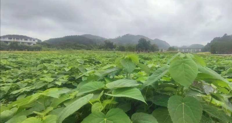 山桐子移栽苗