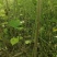 山桐子移栽苗