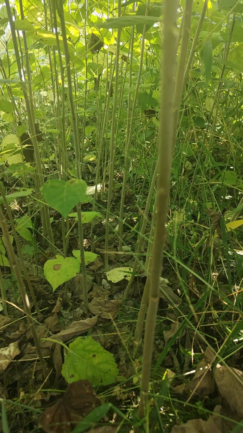 山桐子移栽苗
