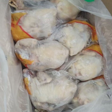 库存一级红毛老母鸡，10吨15公斤5-9只，单只套
