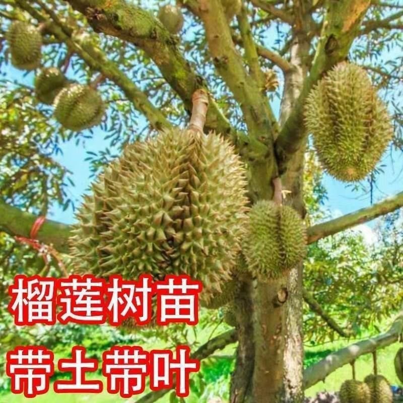 榴莲树果苗泰国金枕榴莲苗猫山王盆栽地栽带土带叶发货