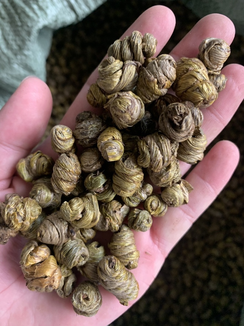 紫皮石斛枫斗，自产自销，产地直销