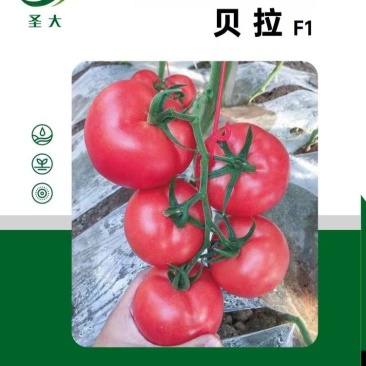 蕃茄种子,圣大贝拉,硬粉靓丽,高圆型,抗TY病D,耐运输