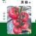 蕃茄种子,圣大贝拉,硬粉靓丽,高圆型,抗TY病D,耐运输