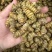 铁皮石斛枫斗