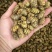 铁皮石斛枫斗
