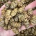 铁皮石斛枫斗