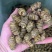 铁皮石斛枫斗