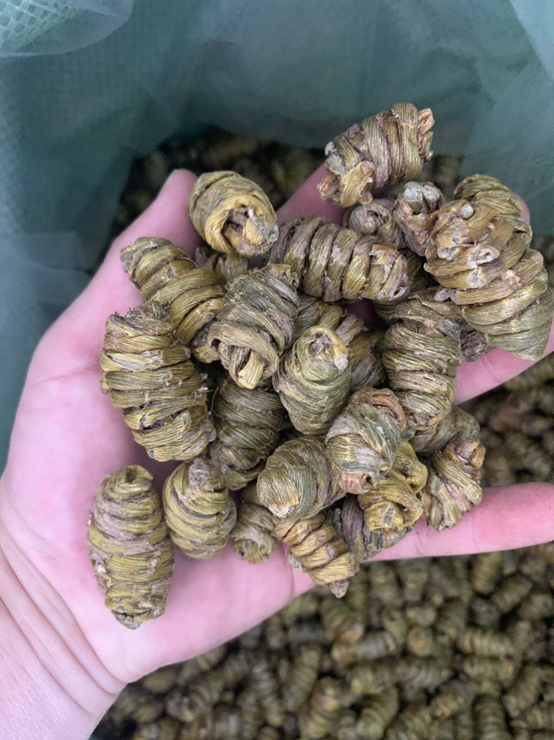铁皮石斛枫斗