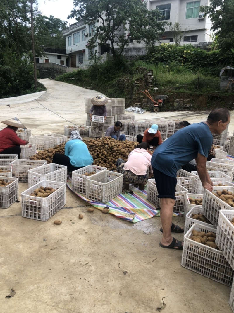 米良l号口感相当好