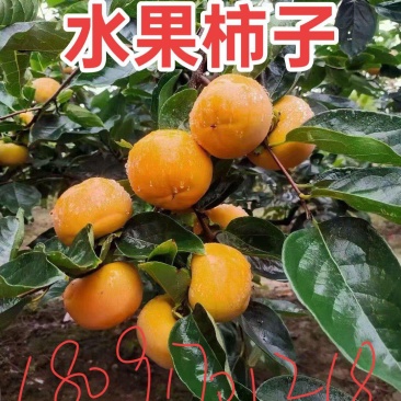 脆甜柿子
