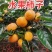 脆甜柿子