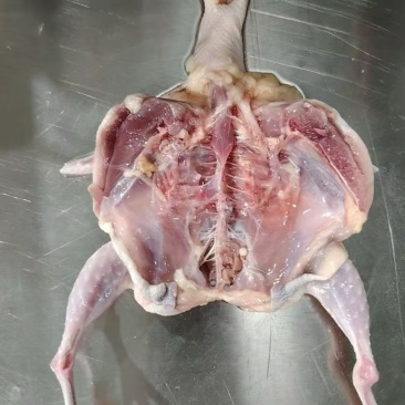 带头去爪全净膛鹌鹑