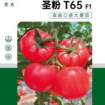 蕃茄种子,圣大圣粉T65,硬粉亮丽色泽鲜艳,商品性好,