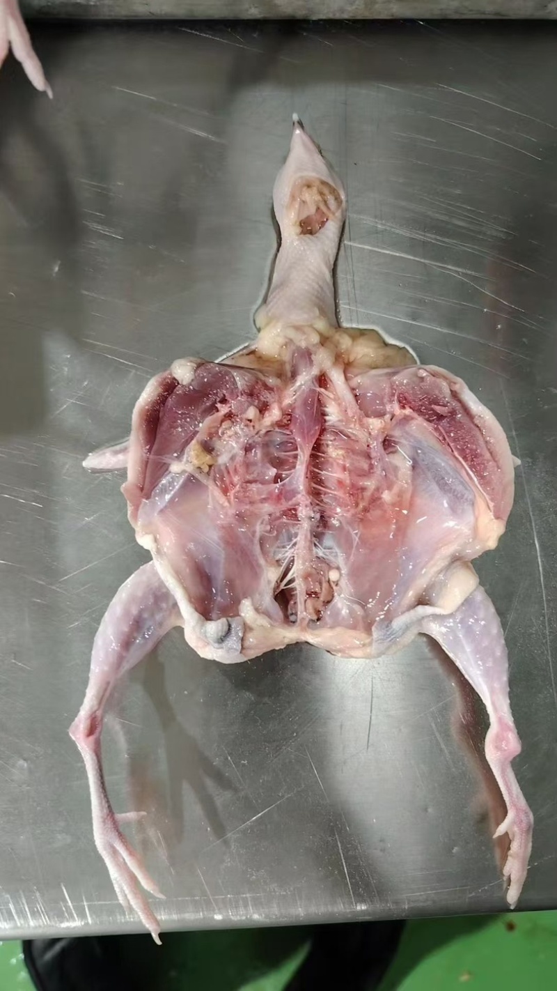 带头去爪全净膛鹌鹑