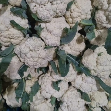 江苏徐州菜花大量上市/精品菜花产地发货对接全国量大优惠