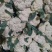 江苏徐州菜花大量上市/精品菜花产地发货对接全国量大优惠
