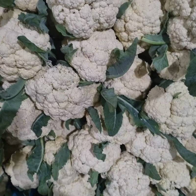 江苏徐州菜花大量上市/精品菜花产地发货对接全国量大优惠
