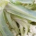 江苏徐州菜花大量上市/精品菜花产地发货对接全国量大优惠