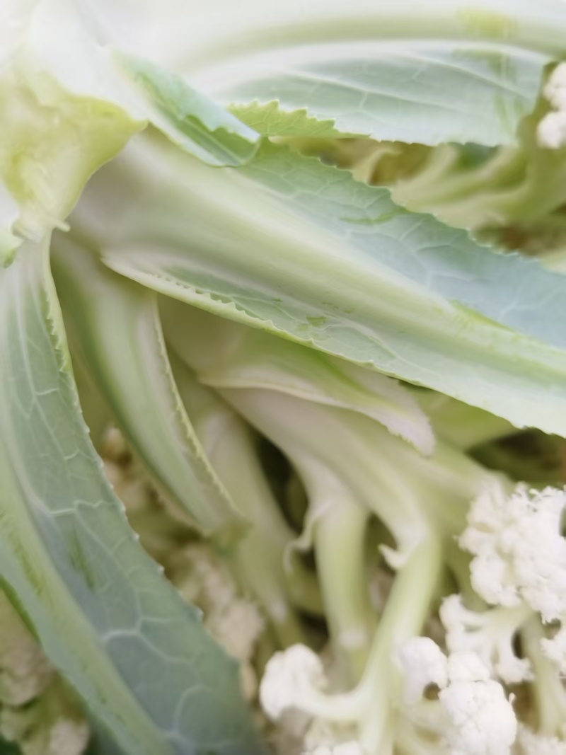 江苏徐州菜花大量上市/精品菜花产地发货对接全国量大优惠