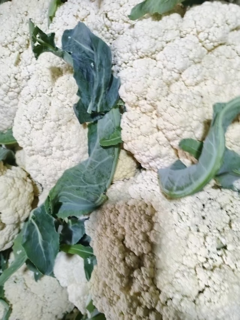 江苏徐州菜花大量上市/精品菜花产地发货对接全国量大优惠