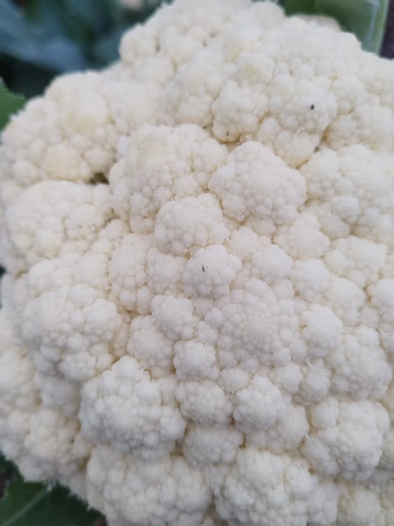 江苏徐州菜花大量上市/精品菜花产地发货对接全国量大优惠