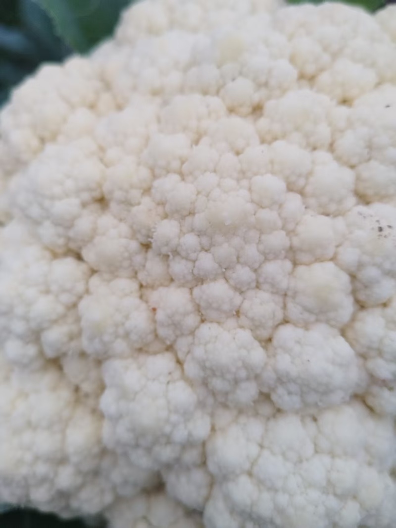 江苏徐州菜花大量上市/精品菜花产地发货对接全国量大优惠