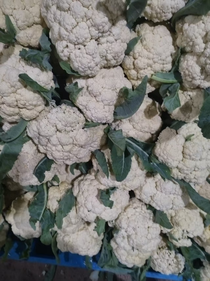 江苏徐州菜花大量上市/精品菜花产地发货对接全国量大优惠