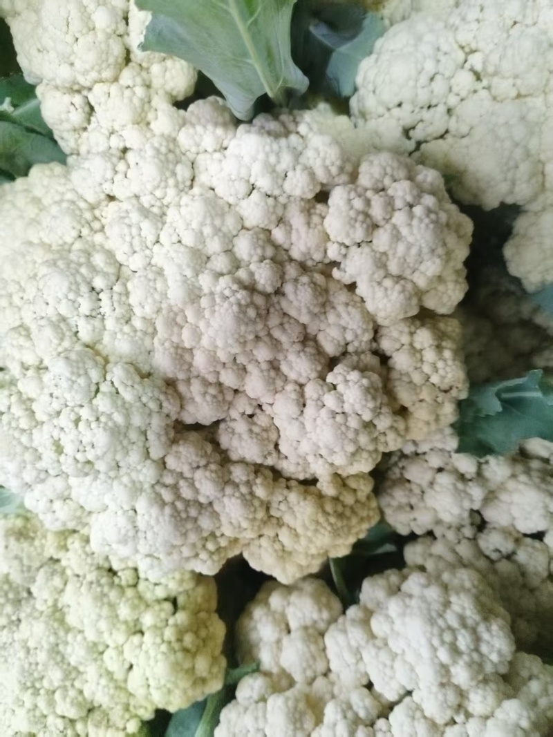 江苏徐州菜花大量上市/精品菜花产地发货对接全国量大优惠