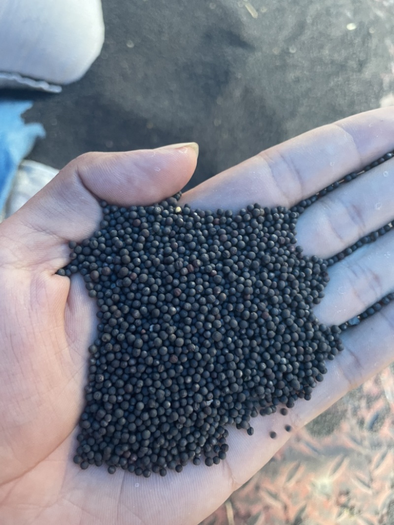 南通精品小农户菜籽